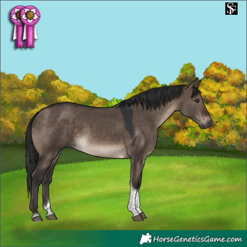 Horse Color:Brown Dun Tobiano