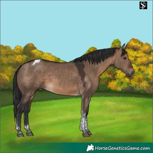 Horse Color:Brown Dun Tobiano