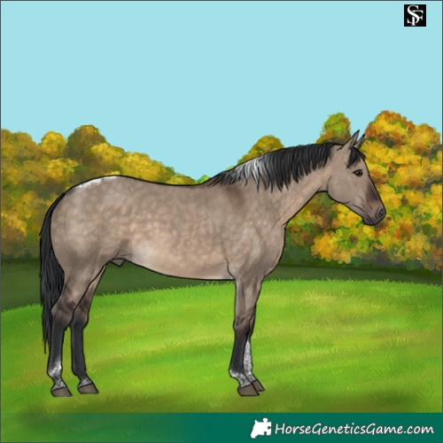 Horse Color:Brown Dun Tobiano