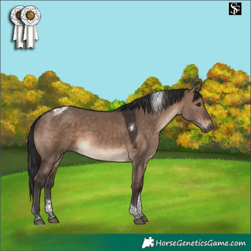 Horse Color:Brown Dun Tobiano 