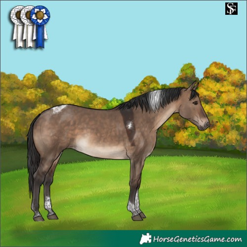 Horse Color:Brown Dun Tobiano 