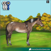 Horse Color:Brown Dun Tobiano
