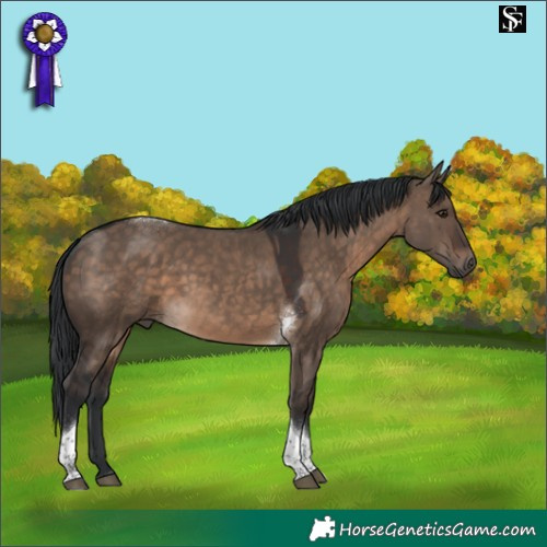 Horse Color:Brown Dun Tobiano