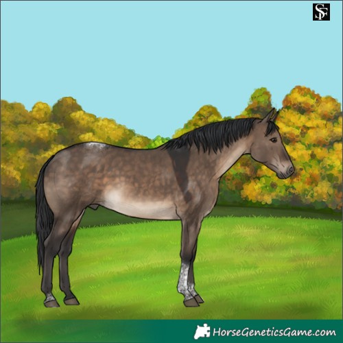Horse Color:Brown Dun Tobiano