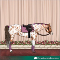 Horse Color:Bay Splash Tobiano Appaloosa and Bay Splash Tobiano Appaloosa