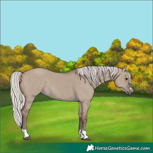 Horse Color:Unknown 