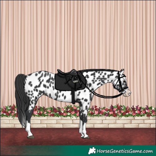Horse Color:Black Splash Appaloosa 