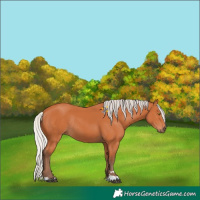 Horse Color:Silver Bay Rabicano
