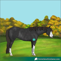 Horse Color:Gray White Spotted Liver Chestnut Rabicano