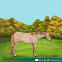 Horse Color:Red Roan Rabicano 