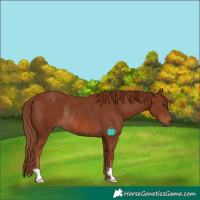 Horse Color:Chestnut Rabicano
