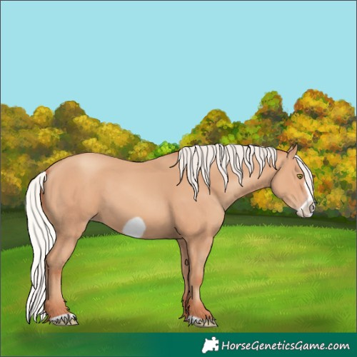 Horse Color:Silver Amber Champagne Frame 