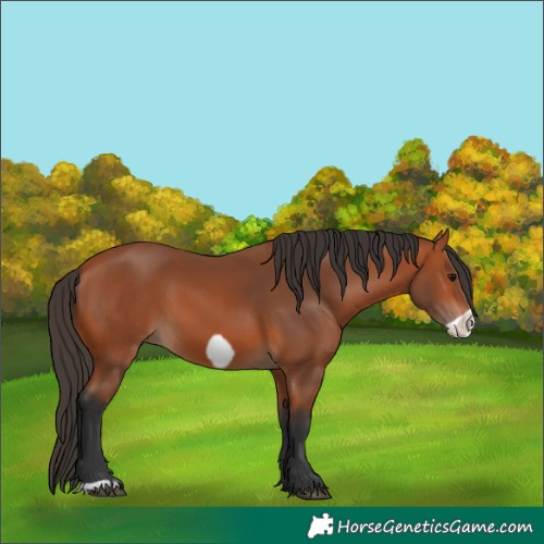 Horse Color:Bay Frame 