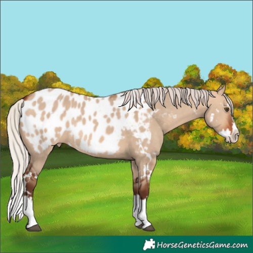 Horse Color:White Spotted Silver Bay Dun Splash Appaloosa Rabicano 