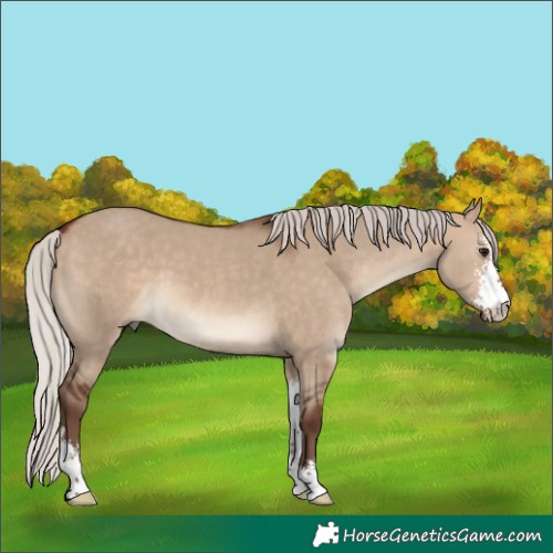 Horse Color:Silver Bay Dun Sabino
