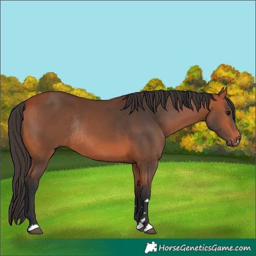 Horse Color:Bay Rabicano 