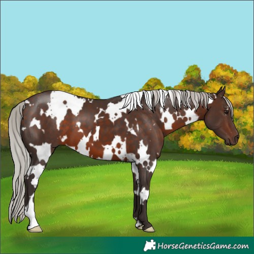 Horse Color:White Spotted Silver Bay