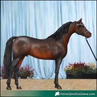 Horse Color:Brown Rabicano