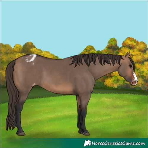 Horse Color:Bay Dun Sabino Appaloosa 