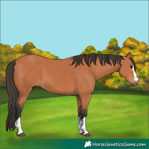 Horse Color:Unknown 