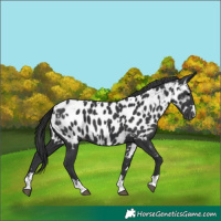 Horse Color:Black Near Leopard and Black Near Leopard