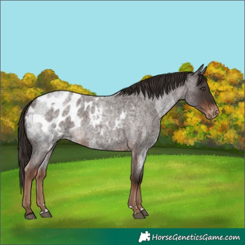 Horse Color:Liver Red Roan Blanket  and Liver Red Roan Blanket 