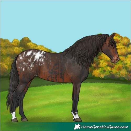 Horse Color:Black Appaloosa  and Brown Appaloosa 