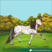 Horse Color:White Spotted Bay Near Leopard 
