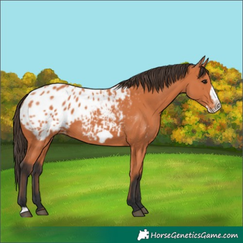 Horse Color:Bay Frame Blanket 