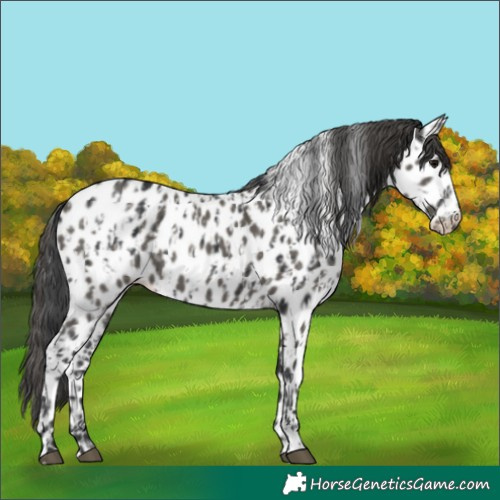 Horse Color:Black Appaloosa and Grullo Appaloosa