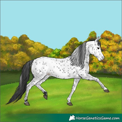 Horse Color:Black Near Leopard 