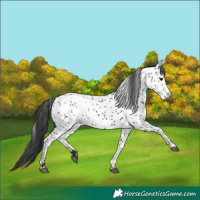 Horse Color:Black Near Leopard 