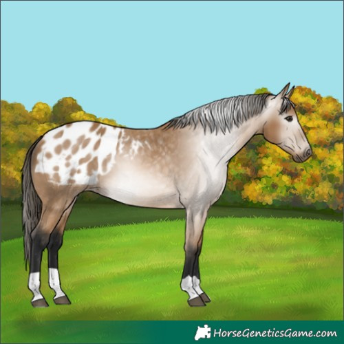 Horse Color:Gray Buckskin Blanket