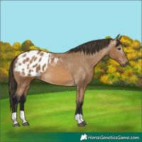 Horse Color:Gray Buckskin Appaloosa 