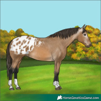 Horse Color:Gray Buckskin Appaloosa 
