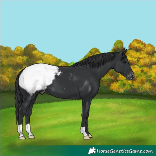 Horse Color:Black Appaloosa 