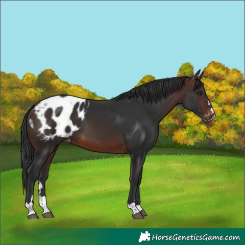 Horse Color:Brown Appaloosa 