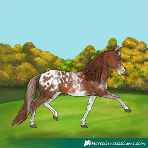 Horse Color:White Spotted Chestnut Appaloosa 