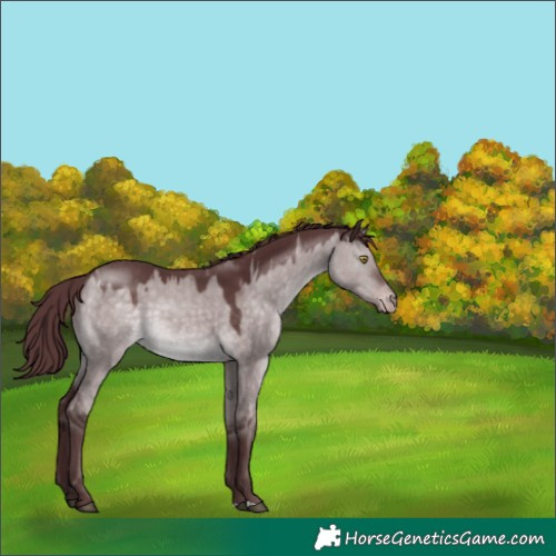 Horse Color:Platinum Chocolate Brown Dun Appaloosa 