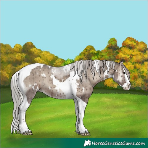 Horse Color:White Spotted Silver Grullo Onyx Splash Tobiano Rabicano Brindle 