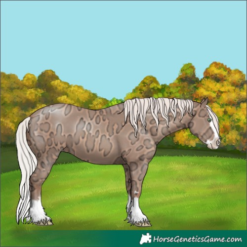 Horse Color:Silver Amber Champagne Ice Splash Appaloosa