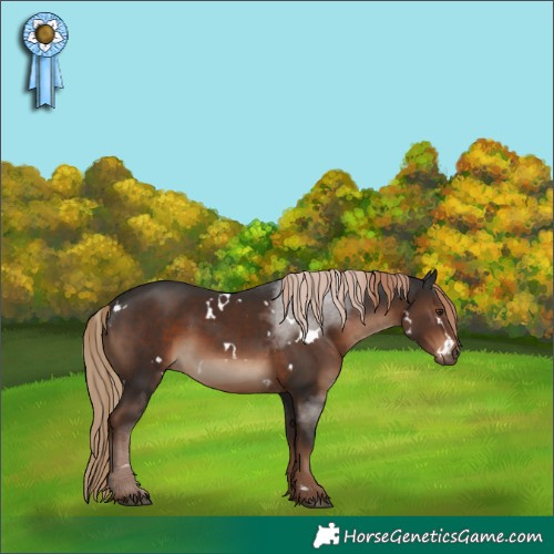 Horse Color:White Spotted Liver Chestnut Rabicano