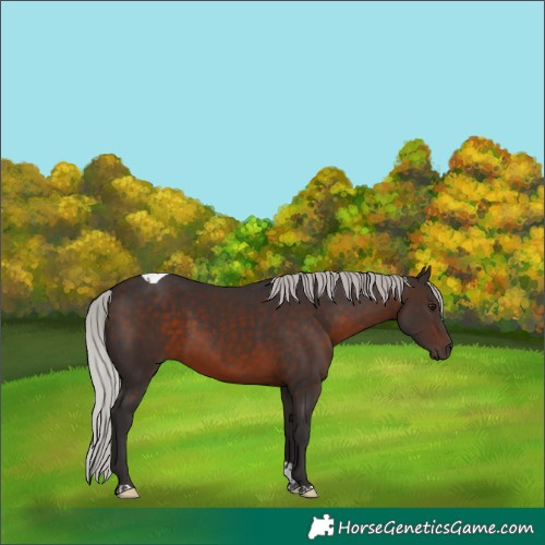 Horse Color:Silver Brown Mushroom Tobiano 