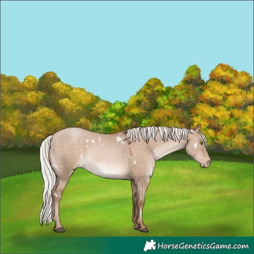 Horse Color:White Spotted Silver Brown Pearl Dun Mushroom Rabicano 