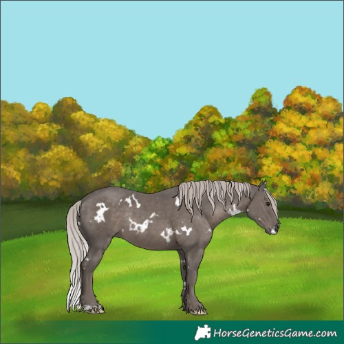 Horse Color:White Spotted Silver Black Mushroom Rabicano