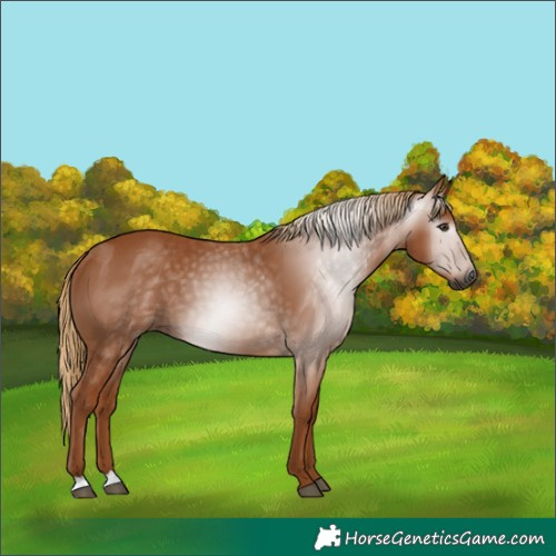 Horse Color:Gray Chestnut