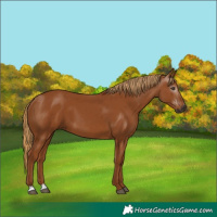 Horse Color:Gray Chestnut