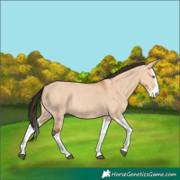 Horse Color:Bay Dun Splash Rabicano