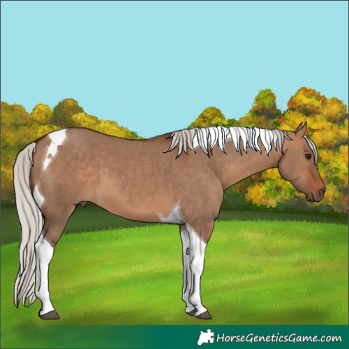 Horse Color:Silver Bay Dun Tobiano 