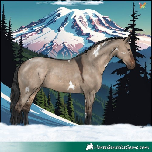Horse Color:White Spotted Brown Dun